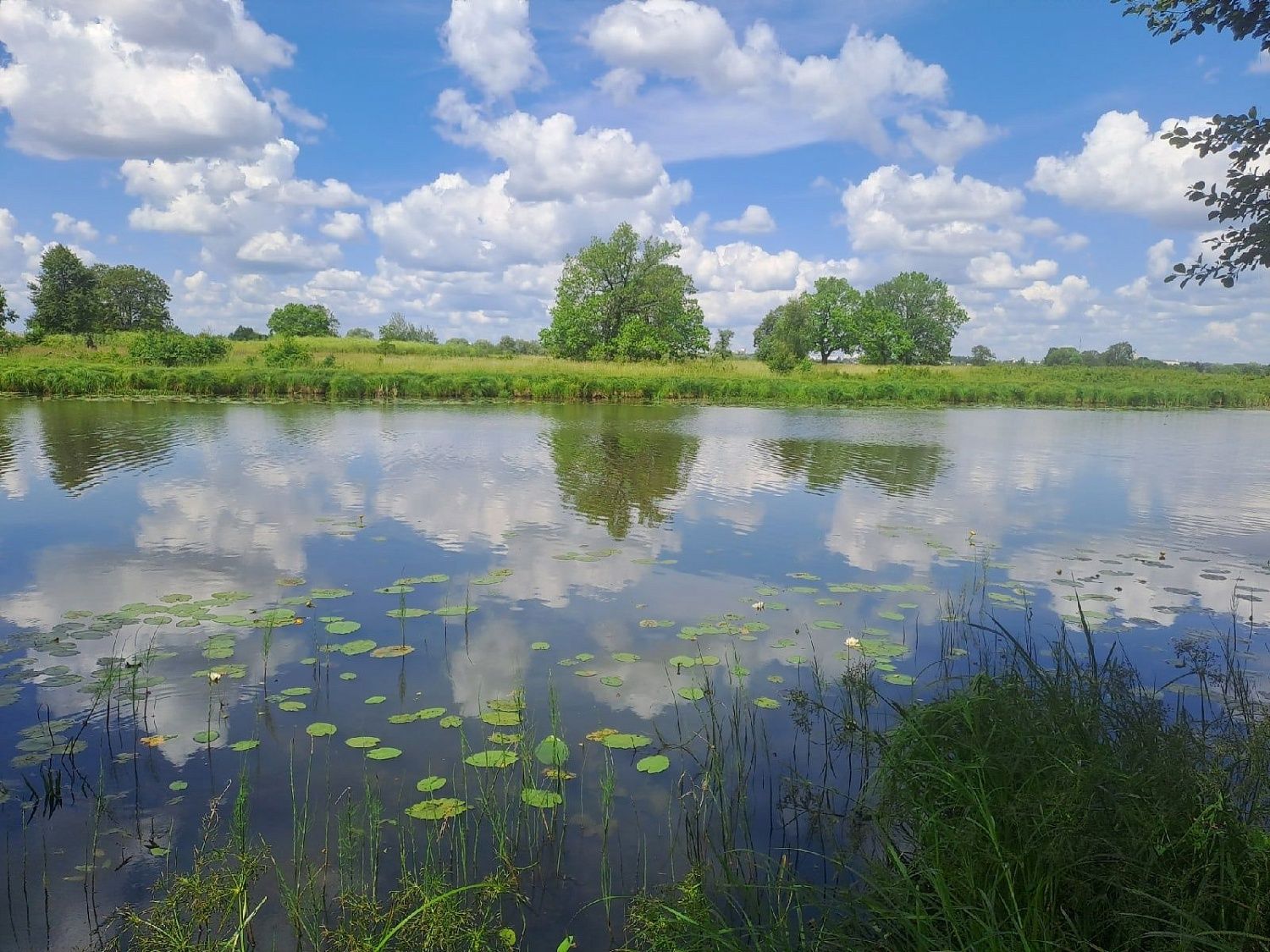 Члены МВС обнаружили краснокнижное растение на озере Сковородино Владимирской области